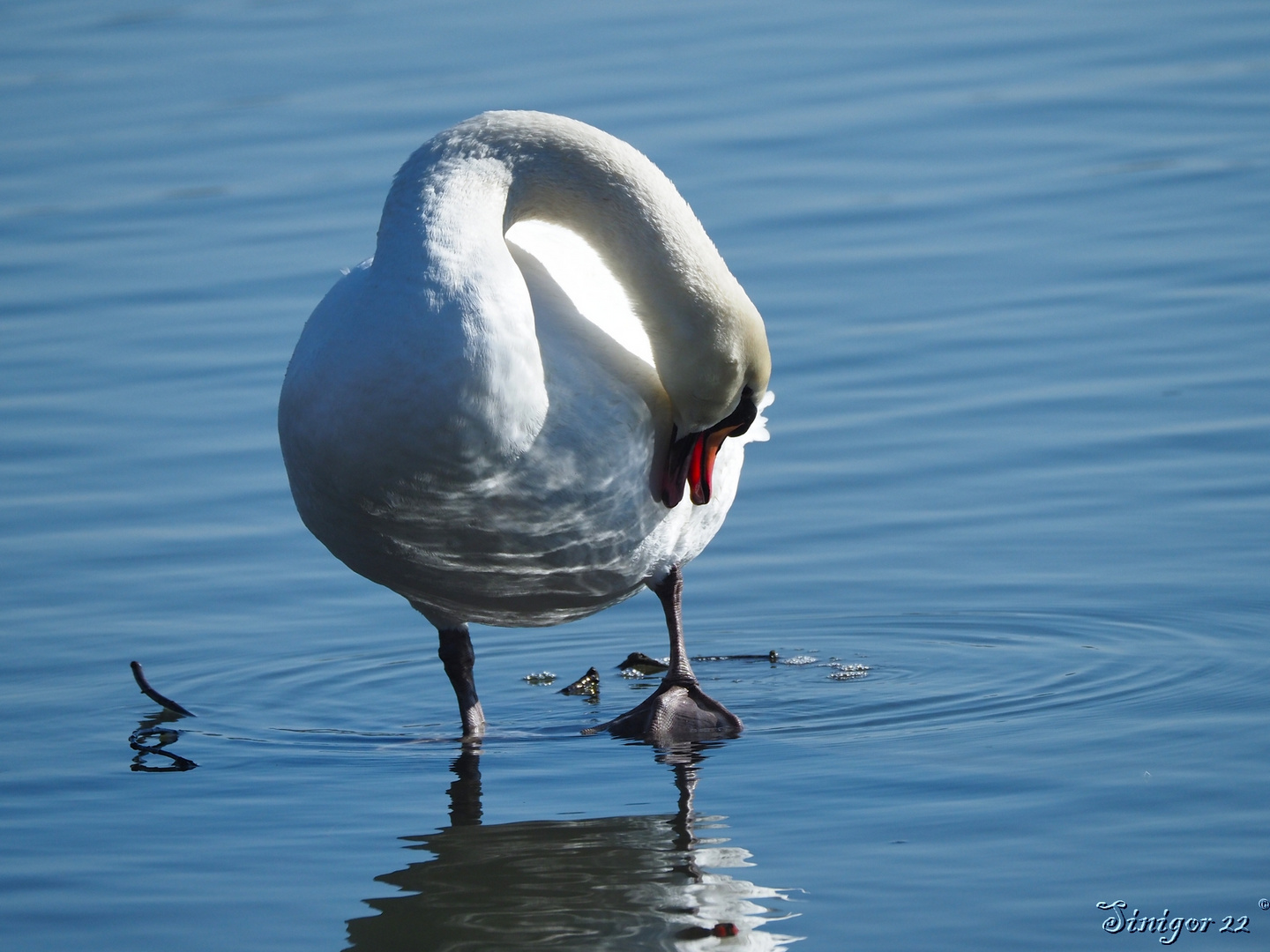 Schwan macht Prozeduren