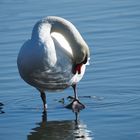 Schwan macht Prozeduren