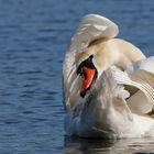 Schwan macht sich hübsch