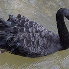 Schwan mal in Schwarz