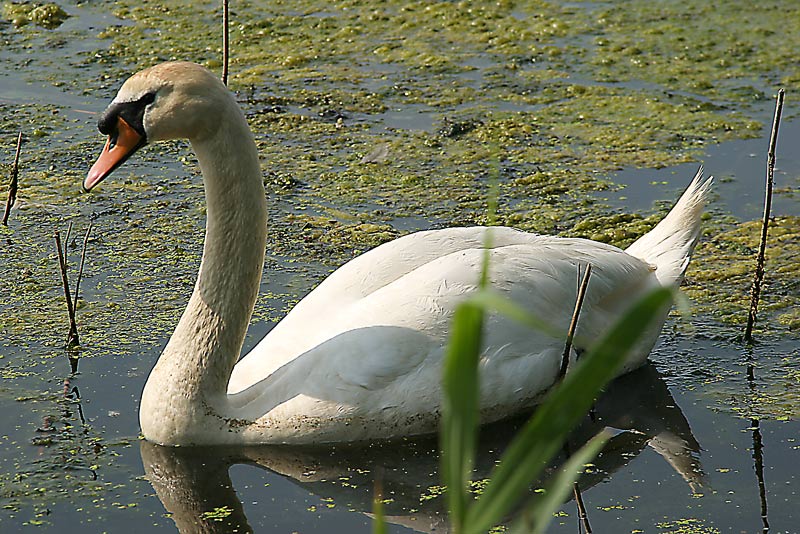 Schwan - missglückt