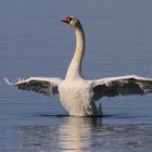 Schwan mit akkuratem Flügelspiel