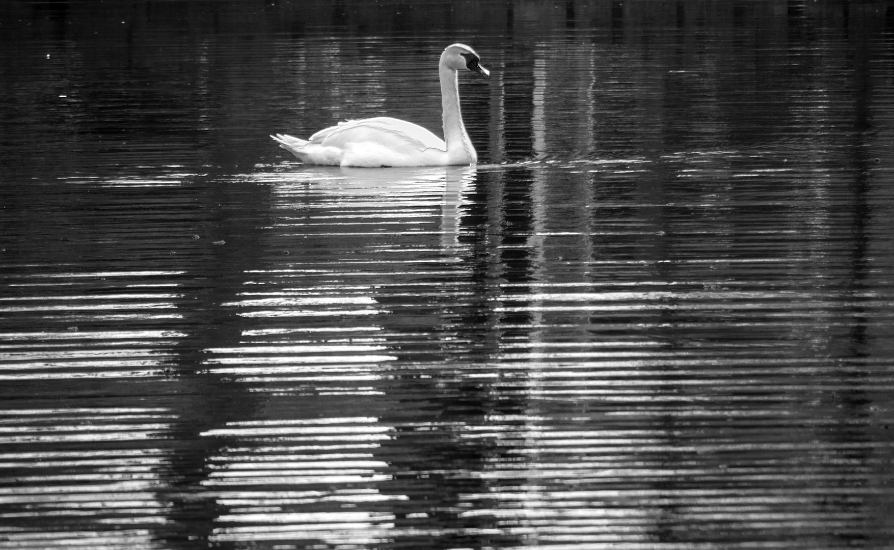 schwan mit "angst vor...