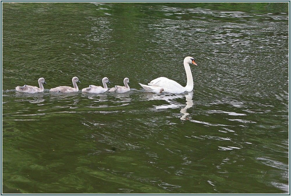 Schwan mit Babys