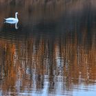 Schwan mit Baumspiegelung