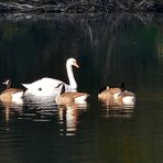 Schwan mit Begleitschutz