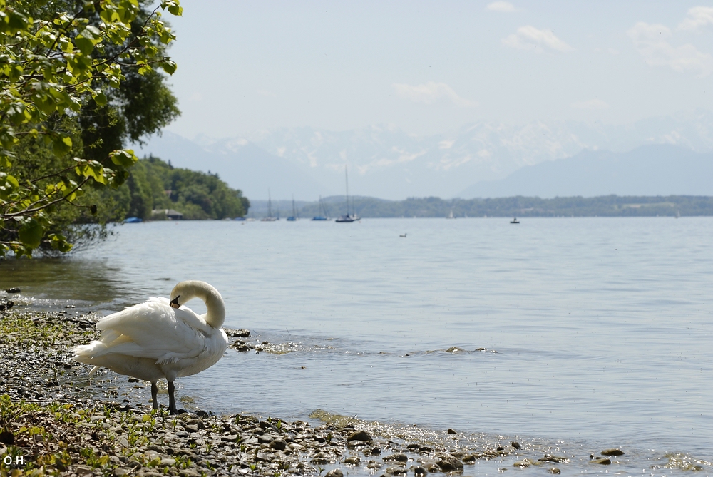 Schwan mit Blick