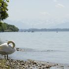 Schwan mit Blick