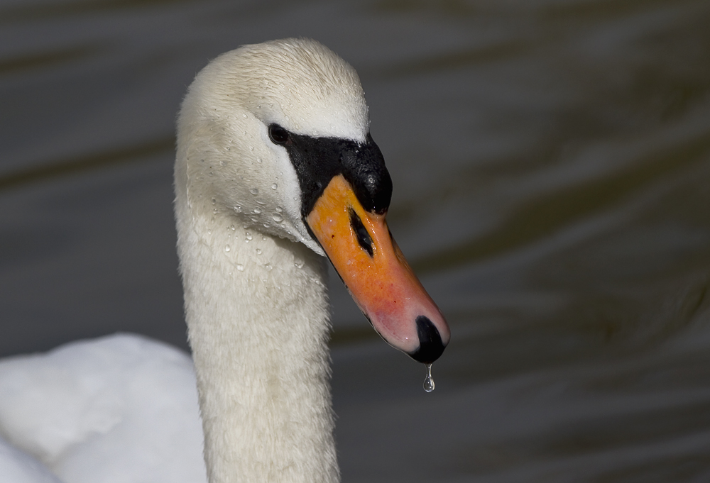 Schwan mit Blub