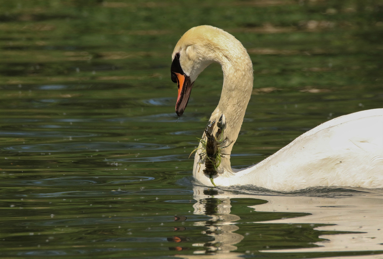 Schwan mit Brosche