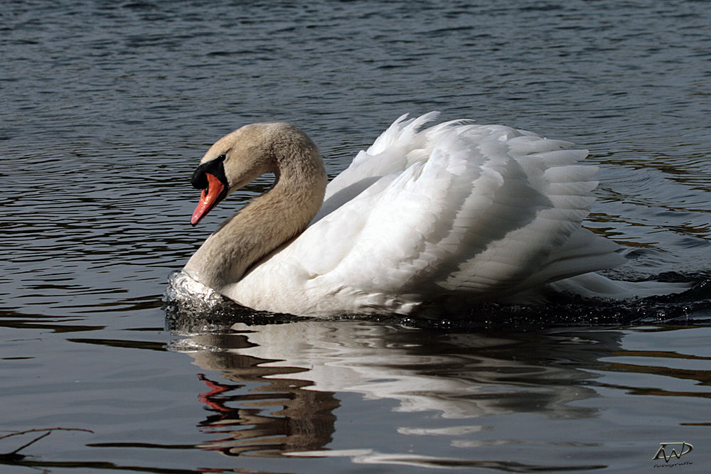 Schwan mit Bugwelle