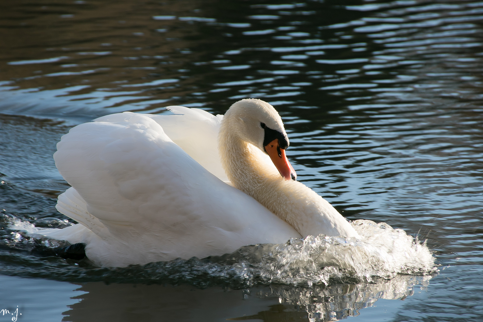 Schwan mit Bugwelle