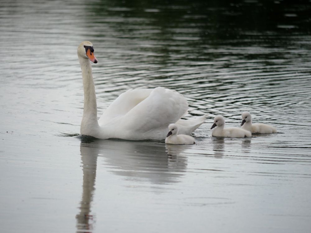 Schwan mit drei Küken (I)