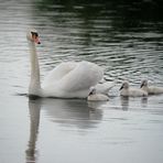 Schwan mit drei Küken (I)