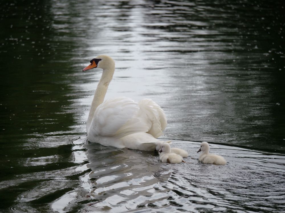 Schwan mit drei Küken (II)