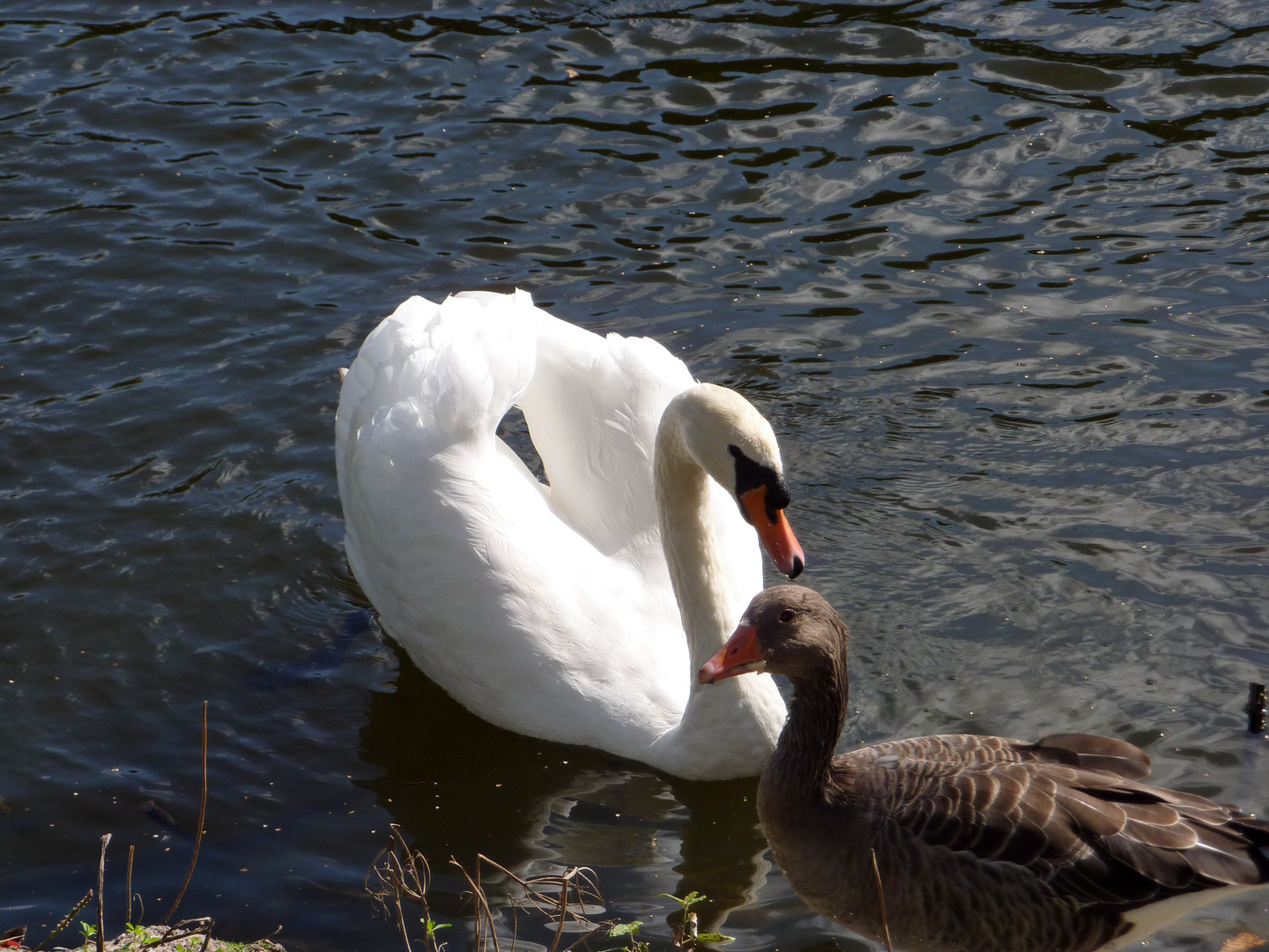 Schwan mit Ente