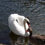 Schwan mit Ente