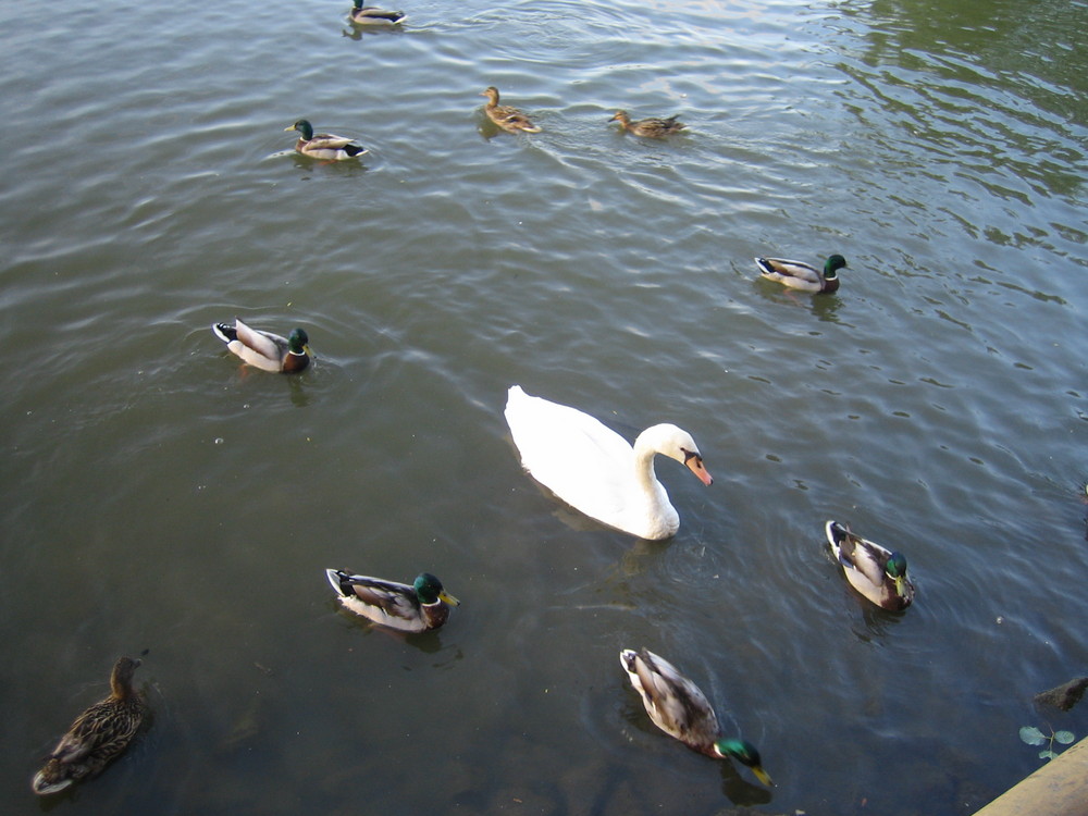 Schwan mit Eskorte