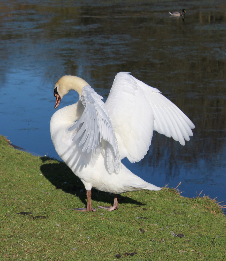 Schwan mit Flügeln