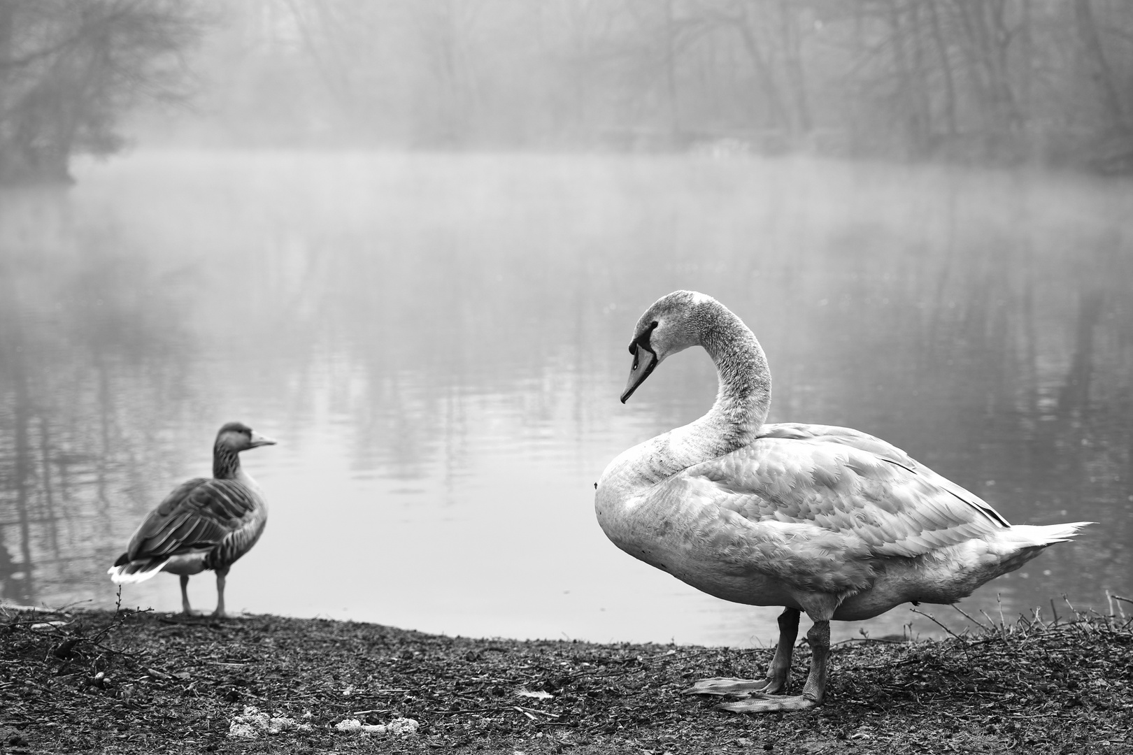 Schwan mit Gans im Nebel