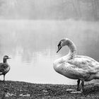 Schwan mit Gans im Nebel