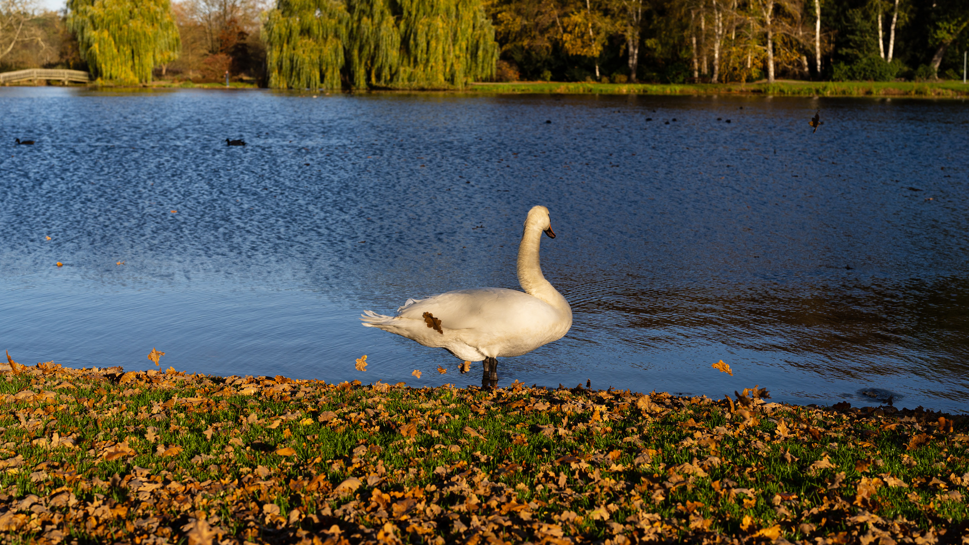 Schwan mit Herbstschmuck