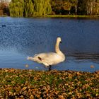 Schwan mit Herbstschmuck