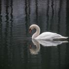 Schwan mit irrer Wasserspiegelung