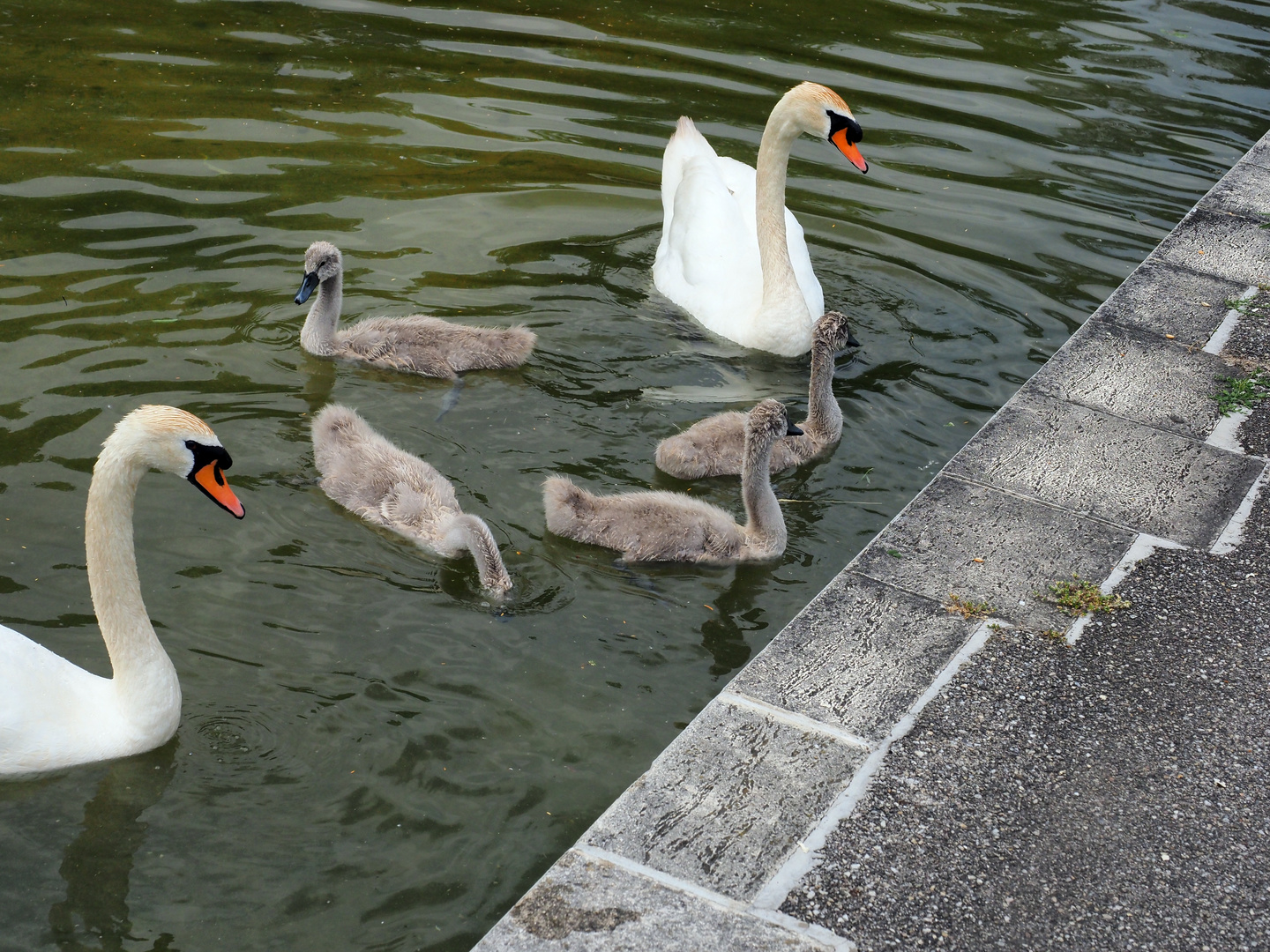 Schwan  mit Junge