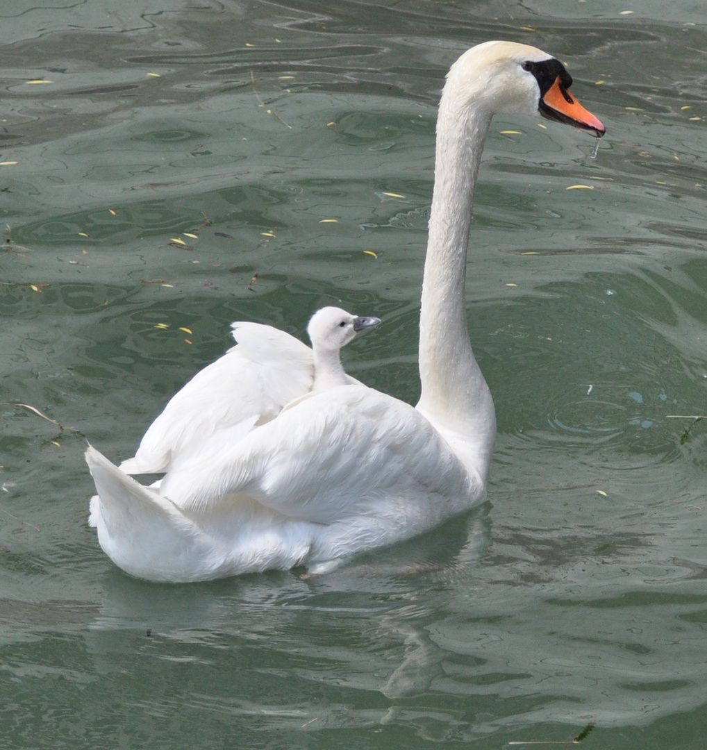 Schwan mit Jungem