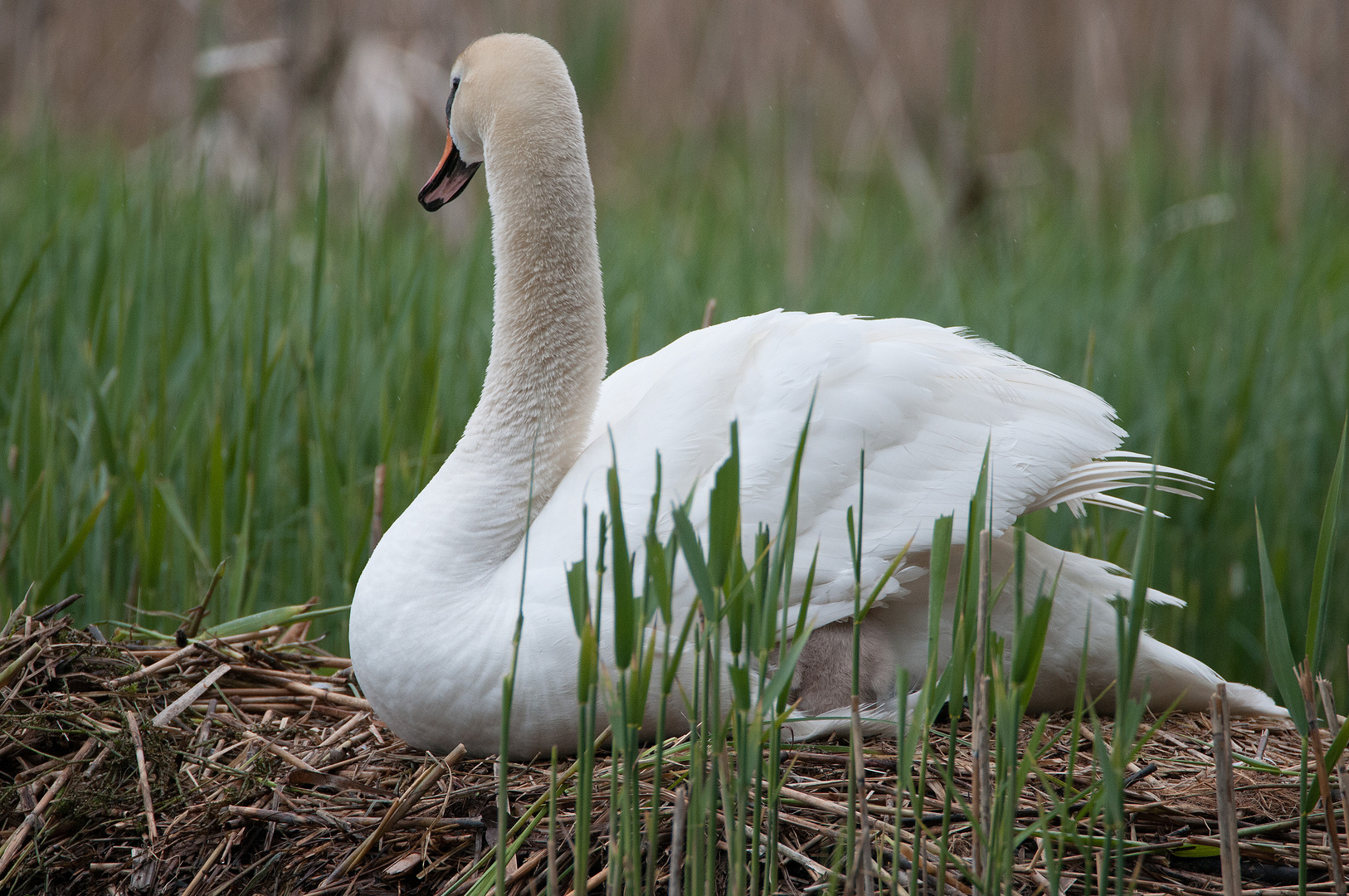 Schwan mit Jungen