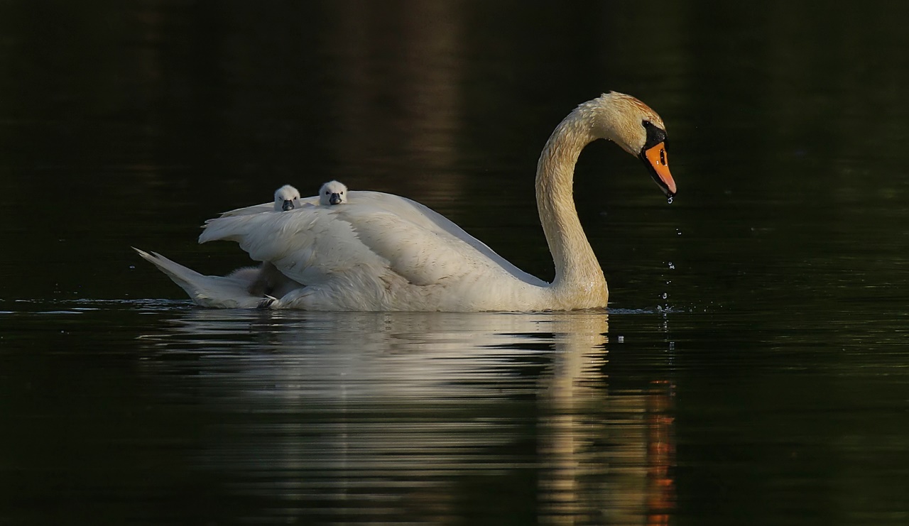 Schwan mit Jungen