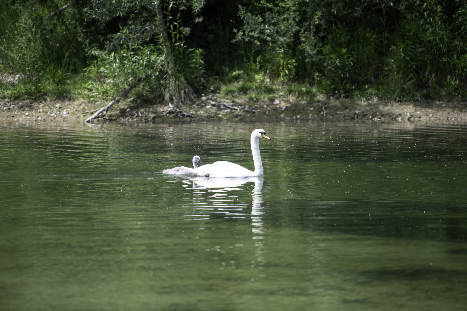 Schwan mit jungen