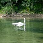 Schwan mit jungen