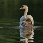 Schwan mit Jungen