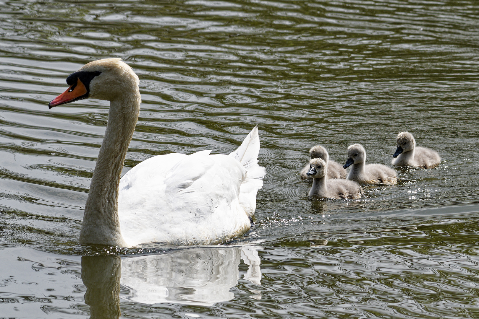 Schwan mit Jungen