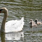 Schwan mit Jungen