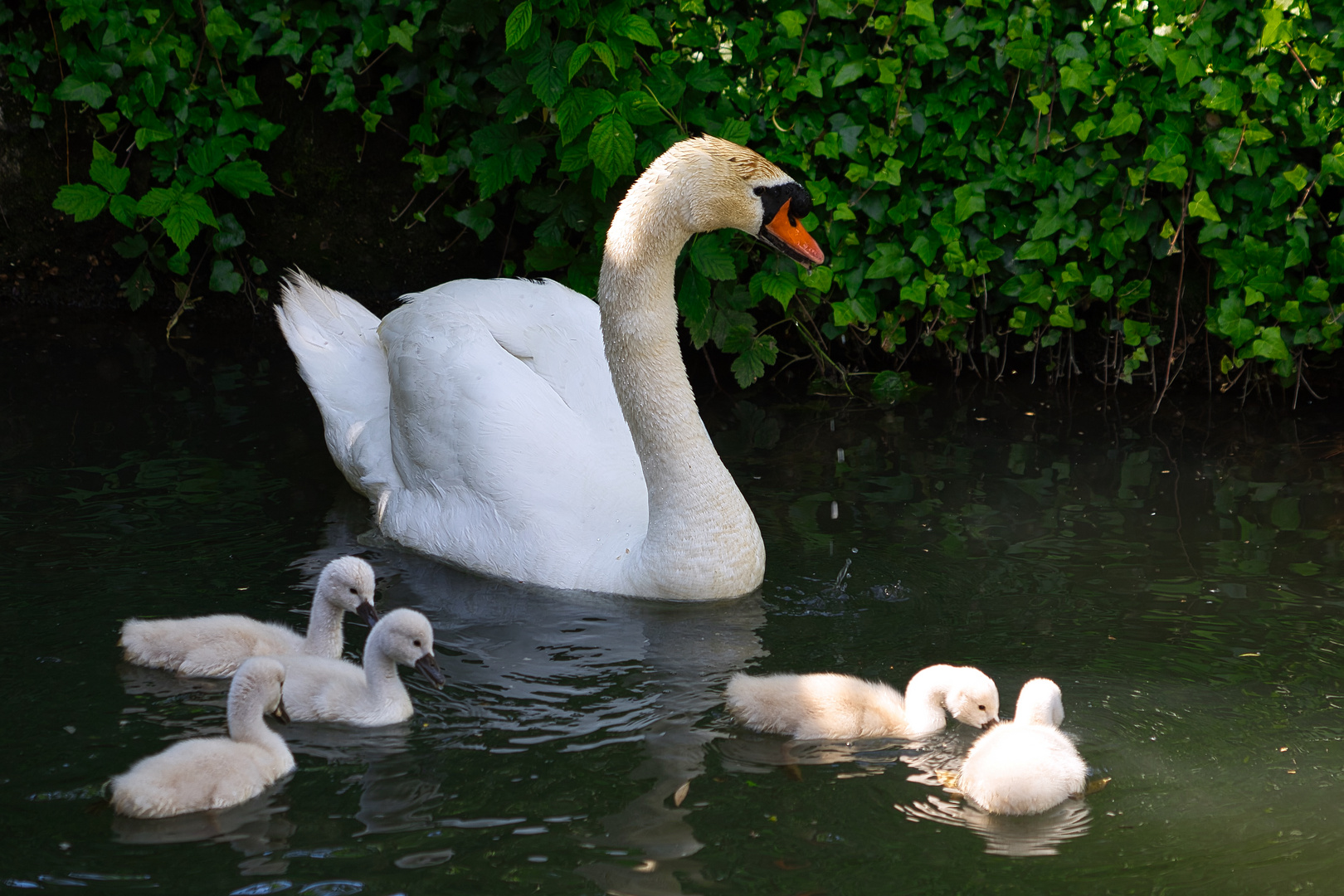 Schwan mit Jungen