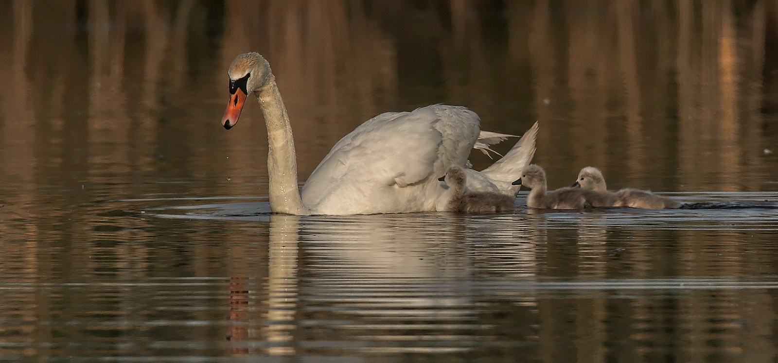 Schwan mit Jungen