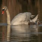 Schwan mit Jungen