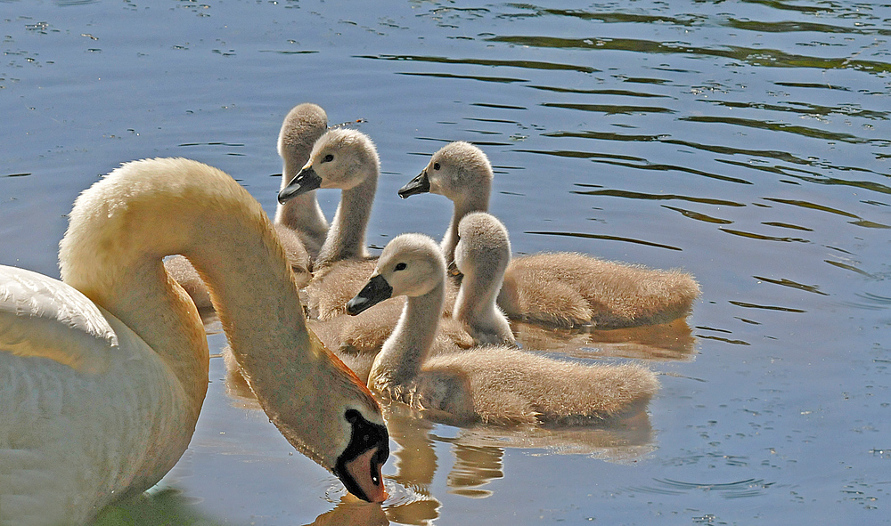 Schwan mit Jungen