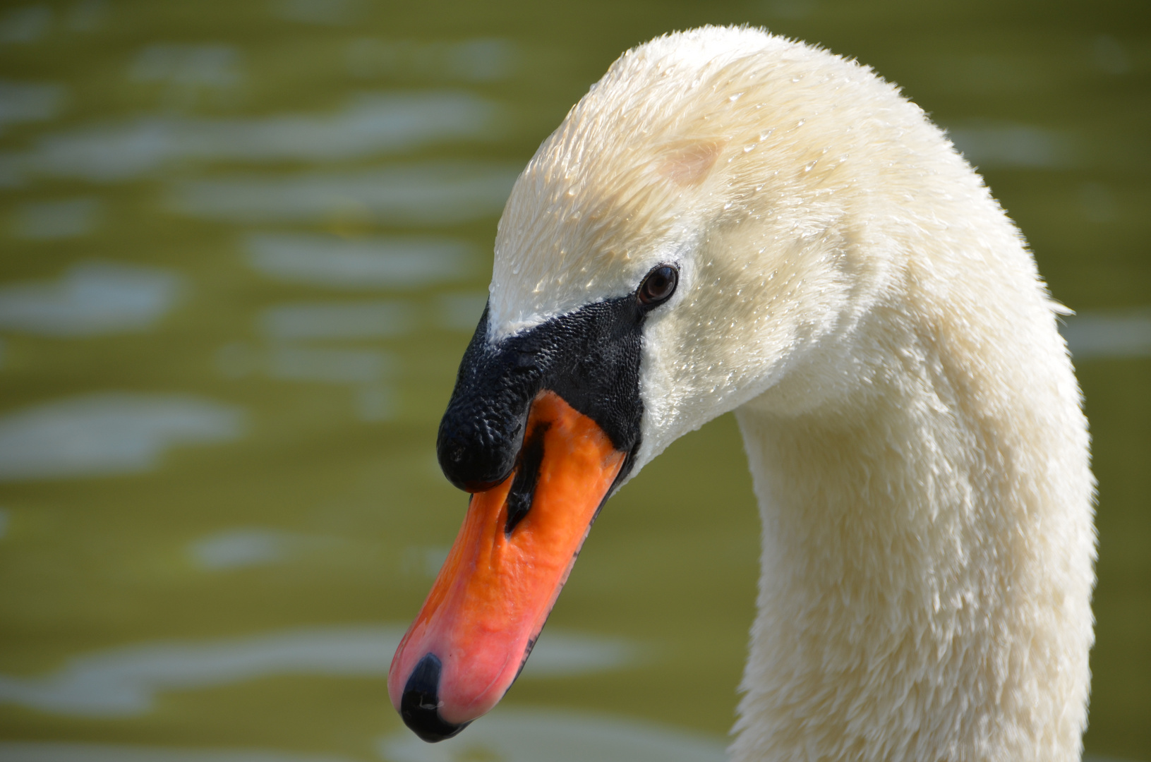 Schwan mit Jungen