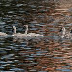 Schwan mit Jungen.