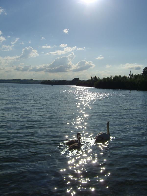 Schwan mit Jungen im Sonnenschein