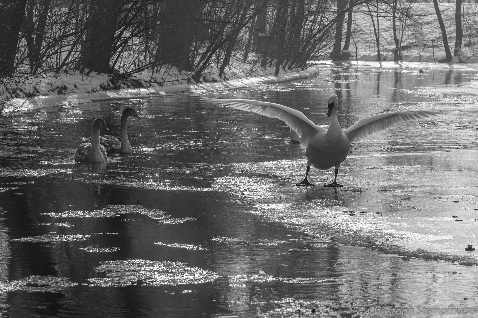 Schwan mit Jungen s/w