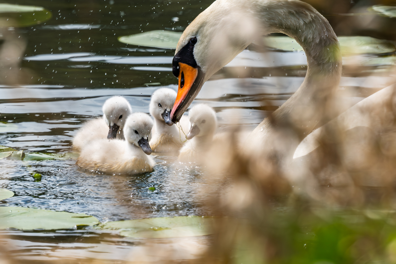 Schwan mit Jungtieren