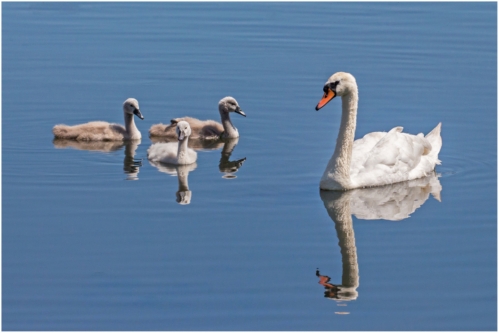 Schwan mit Jungtieren... sieht man ja ;-)