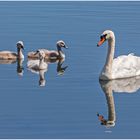 Schwan mit Jungtieren... sieht man ja ;-)