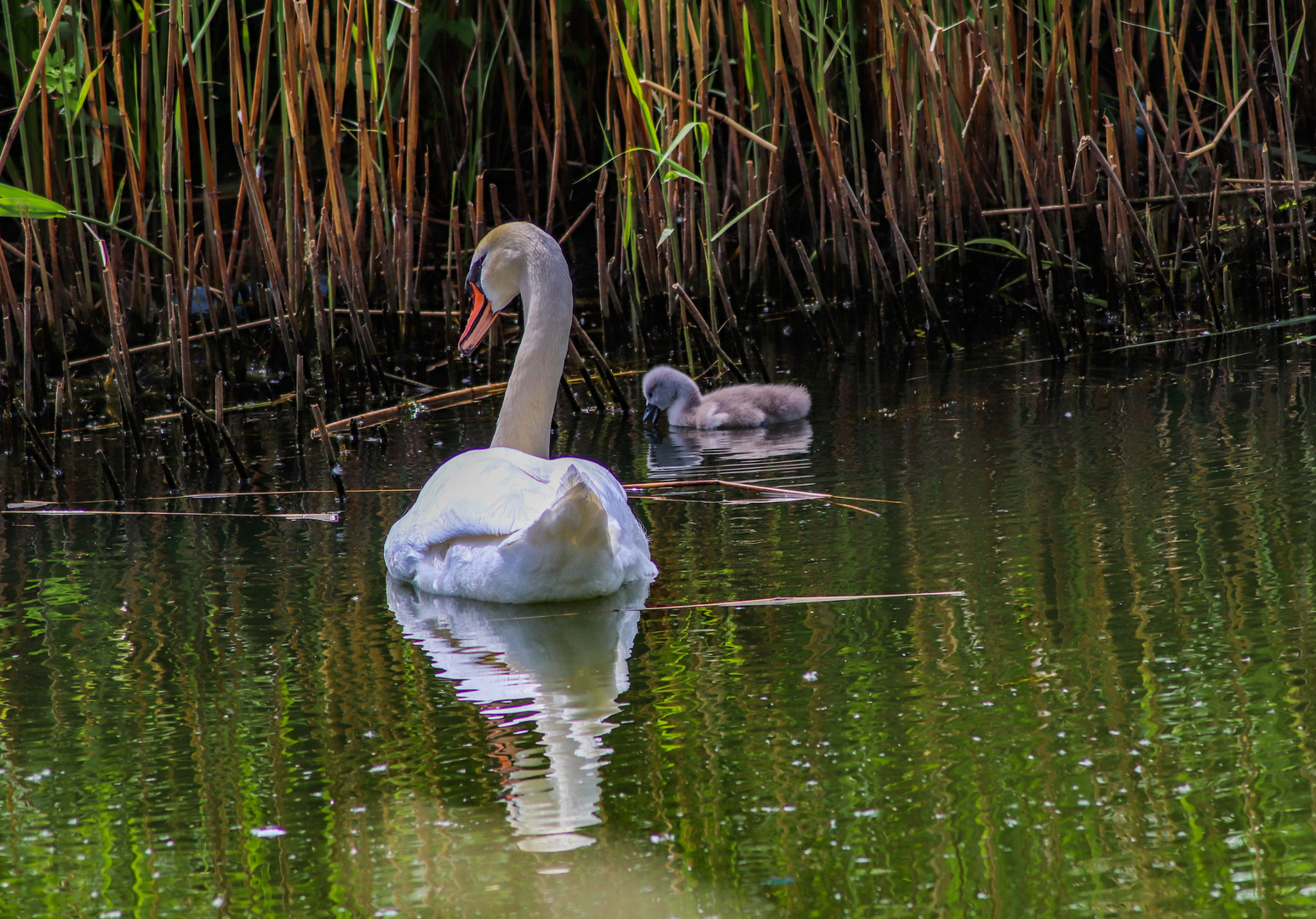 Schwan mit Kind