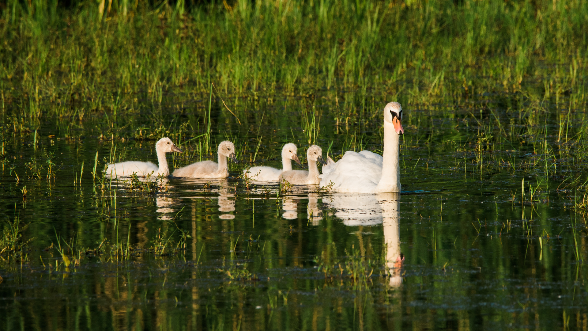 Schwan mit Kindern Tongruben Bensheim 3 2020